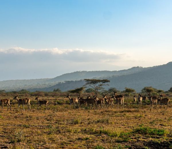 A picturesque herd of deer grazes on a vast, open plain in East Java, Indonesia during a sunny day.